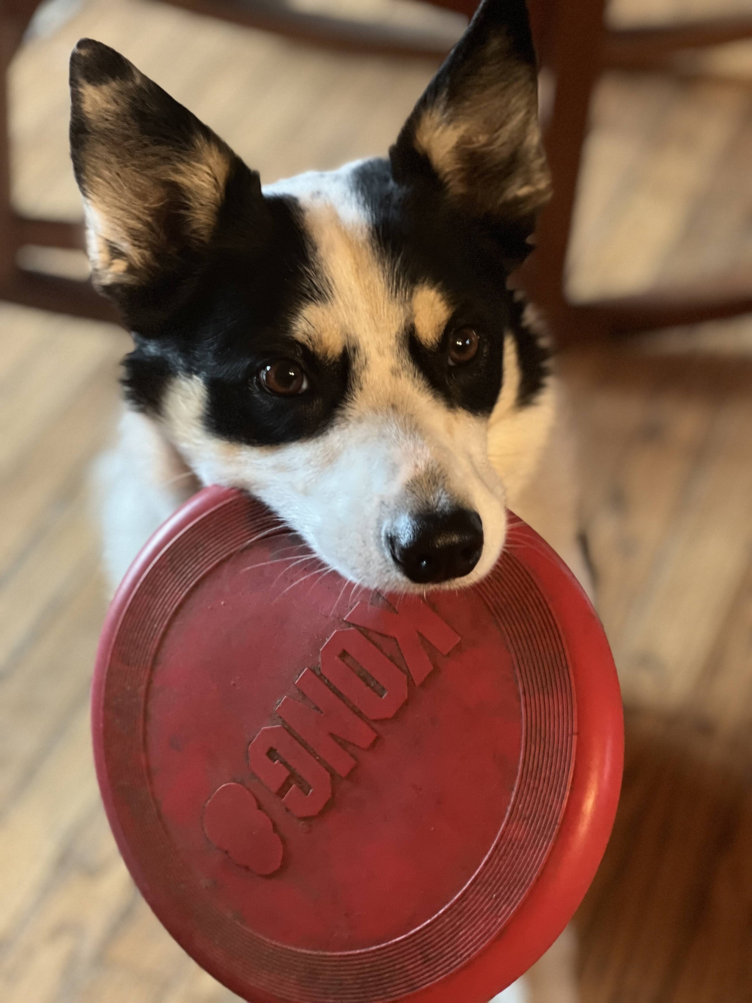 My Emotionally Unavailable Dog | Sap Bush Hollow Farm Store